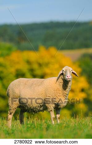 Stock Image - Sheep standing in field, Franconia, Bavaria, Germany . Fotosearch