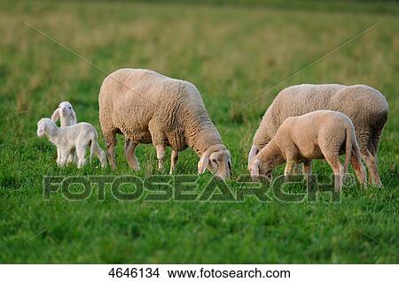 Picture - Sheeps on meadow . Fotosearch