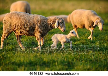 Sheeps on meadow View Large Photo Image Stock Image - Sheeps on meadow . Fotosearch