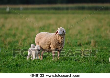 Sheeps on meadow View Large Photo Image Stock Image - Sheeps on meadow . Fotosearch
