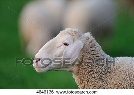 Stock Photograph - Sheeps on meadow . Fotosearch