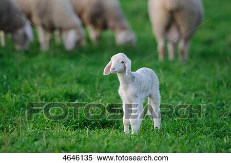 Sheeps on meadow View Large Photo Image Stock Photography - Sheeps on meadow . Fotosearch