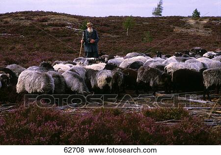 Stock Photo - Shepherd herding sheep . Fotosearch