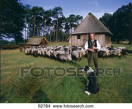 Picture - Shepherd with dog and sheep in field, Lueneburg Heath, Lueneburg, Germany . Fotosearch