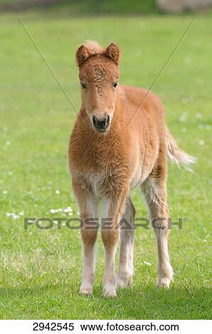 Stock Photography - Shetland pony, portrait . Fotosearch
