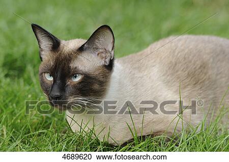 Siamese cat lying in meadow View Large Photo Image Stock Image - Siamese cat lying in meadow . Fotosearch