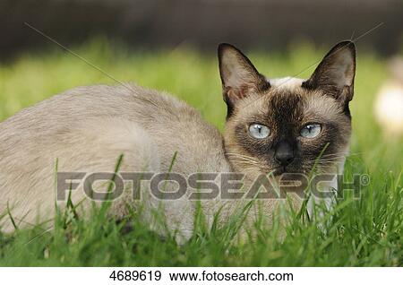 Siamese cat lying in meadow View Large Photo Image Stock Photo - Siamese cat lying in meadow . Fotosearch