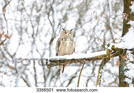 Siberian eagle owl (Bubo bubo sibiricus) sitting on a branch, Bavaria, Germany, low angle view View Large Photo Image Stock Image - Siberian eagle owl (Bubo bubo sibiricus) sitting on a branch, Bavaria, Germany, low angle view . Fotosearch
