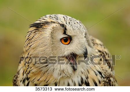 Siberian Eagle Owl (Bubo bubo sibiricus) View Large Photo Image Stock Image - Siberian Eagle Owl (Bubo bubo sibiricus) . Fotosearch