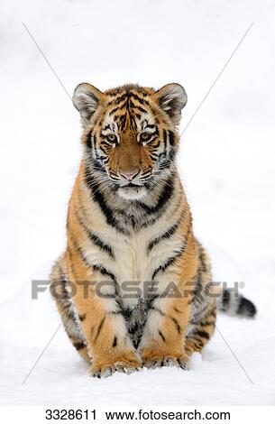 Siberian tiger cub (Panthera tigris altaica) in snow, front view View Large Photo Image Stock Image - Siberian tiger cub (Panthera tigris altaica) in snow, front view . Fotosearch