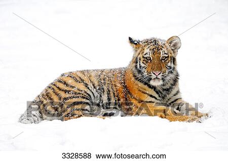 Stock Photo - Siberian tiger cub (Panthera tigris altaica) lying in snow . Fotosearch