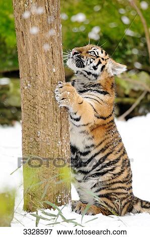 Siberian tiger cub (Panthera tigris altaica) at a tree trunk View Large Photo Image Stock Photo - Siberian tiger cub (Panthera tigris altaica) at a tree trunk . Fotosearch