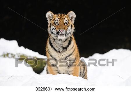 Stock Photo - Siberian tiger cub (Panthera tigris altaica) in snow, front view . Fotosearch