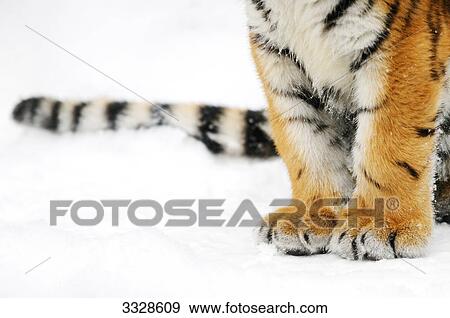 Stock Photo - Siberian tiger cub (Panthera tigris altaica) in snow, low section, close-up . Fotosearch