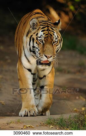 Stock Image - Siberian tiger, Panthera tigris altaica . Fotosearch