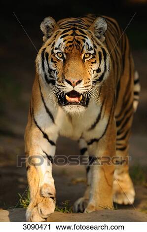 Siberian tiger, Panthera tigris altaica View Large Photo Image Stock Image - Siberian tiger, Panthera tigris altaica . Fotosearch