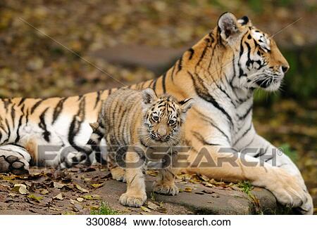 Picture - Siberian tiger (Panthera tigris altaica) with a cub, zoological garden of Augsburg, Germany . Fotosearch