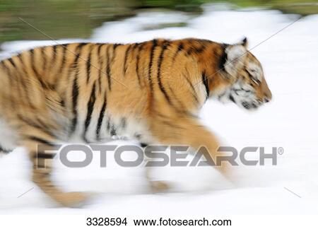 Picture - Siberian tiger (Panthera tigris altaica) walking in snow, side view, blurred motion . Fotosearch