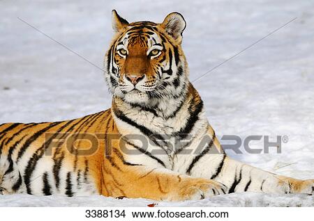 Siberian tiger (Panthera tigris altaica) lying in snow, Bavaria, Germany View Large Photo Image Picture - Siberian tiger (Panthera tigris altaica) lying in snow, Bavaria, Germany . Fotosearch
