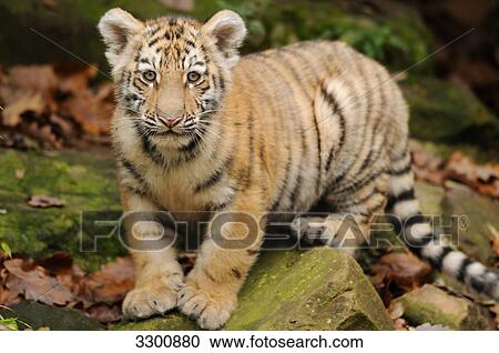 Stock Image - Siberian tiger (Panthera tigris altaica) cub, zoological garden of Augsburg, Germany . Fotosearch