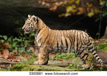Siberian tiger (Panthera tigris altaica) cub, zoological garden of Augsburg, Germany, side view View Large Photo Image Stock Image - Siberian tiger (Panthera tigris altaica) cub, zoological garden of Augsburg, Germany, side view . Fotosearch