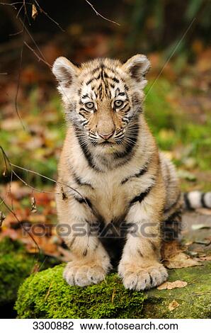 Siberian tiger (Panthera tigris altaica) cub, zoological garden of Augsburg, Germany, portrait View Large Photo Image Stock Image - Siberian tiger (Panthera tigris altaica) cub, zoological garden of Augsburg, Germany, portrait . Fotosearch