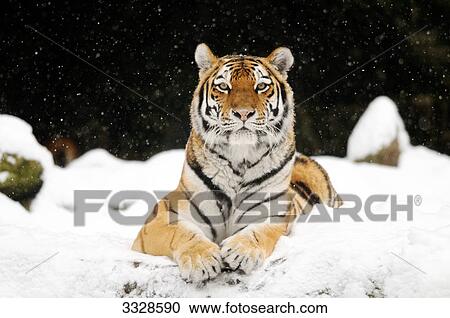 Siberian tiger (Panthera tigris altaica) lying in snow, front view View Large Photo Image Stock Image - Siberian tiger (Panthera tigris altaica) lying in snow, front view . Fotosearch