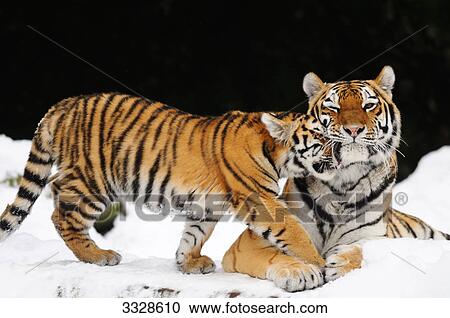 Siberian tiger (Panthera tigris altaica) with cub in snow View Large Photo Image Stock Image - Siberian tiger (Panthera tigris altaica) with cub in snow . Fotosearch