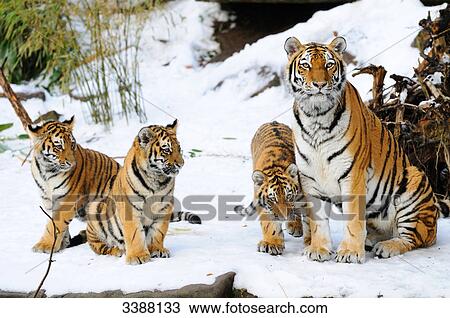 Stock Image - Siberian tiger (Panthera tigris altaica) and cubs sitting in snow, Bavaria, Germany . Fotosearch