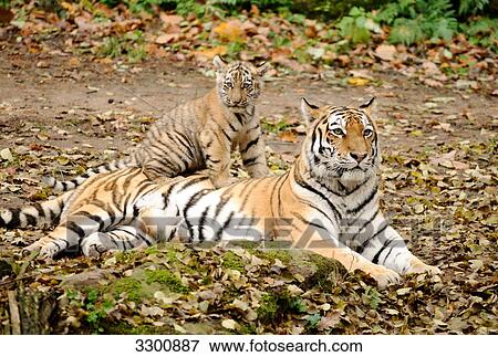 Siberian tiger (Panthera tigris altaica) with a cub, zoological garden of Augsburg, Germany View Large Photo Image Stock Photo - Siberian tiger (Panthera tigris altaica) with a cub, zoological garden of Augsburg, Germany . Fotosearch