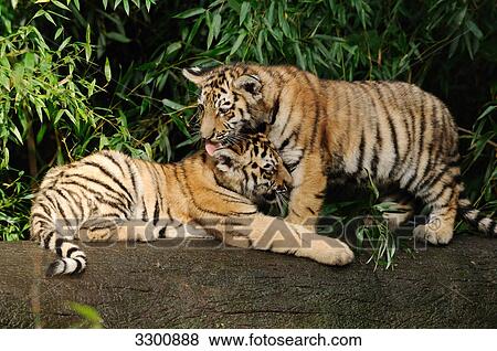 Siberian tiger (Panthera tigris altaica) cubs preening each other, zoological garden of Augsburg, Germany View Large Photo Image Stock Photo - Siberian tiger (Panthera tigris altaica) cubs preening each other, zoological garden of Augsburg, Germany . Fotosearch