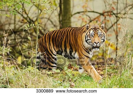 Stock Photo - Siberian tiger (Panthera tigris altaica), zoological garden of Augsburg, Germany . Fotosearch