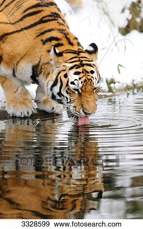 Stock Photo - Siberian tiger (Panthera tigris altaica) drinking . Fotosearch