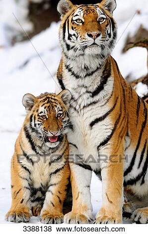 Stock Photo - Siberian tiger (Panthera tigris altaica) and cub sitting in snow, Bavaria, Germany . Fotosearch