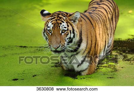 Siberian Tiger (Panthera tigris altaica) in water View Large Photo Image Stock Photo - Siberian Tiger (Panthera tigris altaica) in water . Fotosearch