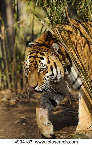 Stock Photo - Siberian tiger (Panthera tigris altaica) . Fotosearch