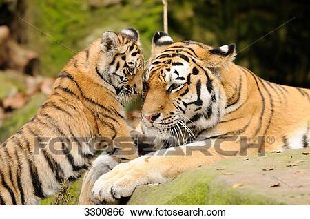 Siberian tiger (Panthera tigris altaica) with a cub, zoological garden of Augsburg, Germany, close-up View Large Photo Image Stock Photograph - Siberian tiger (Panthera tigris altaica) with a cub, zoological garden of Augsburg, Germany, close-up . Fotosearch