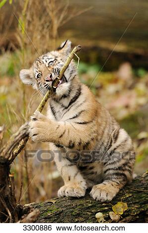 Stock Photograph - Siberian tiger (Panthera tigris altaica) cub playing, zoological garden of Augsburg, Germany . Fotosearch
