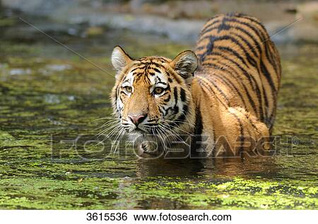 Siberian Tiger (Panthera tigris altaica) in water View Large Photo Image Stock Photograph - Siberian Tiger (Panthera tigris altaica) in water . Fotosearch