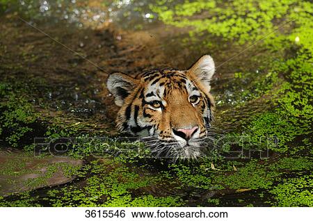 Siberian Tiger (Panthera tigris altaica) in water View Large Photo Image Stock Photograph - Siberian Tiger (Panthera tigris altaica) in water . Fotosearch