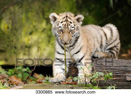 Stock Photography - Siberian tiger (Panthera tigris altaica) cub, zoological garden of Augsburg, Germany . Fotosearch