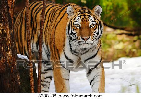 Stock Photography - Siberian tiger (Panthera tigris altaica) in a forest, Bavaria, Germany . Fotosearch