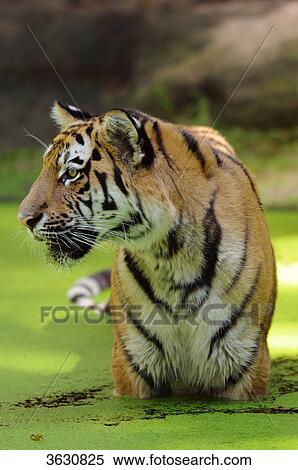 Siberian Tiger (Panthera tigris altaica) in water View Large Photo Image Stock Photography - Siberian Tiger (Panthera tigris altaica) in water . Fotosearch