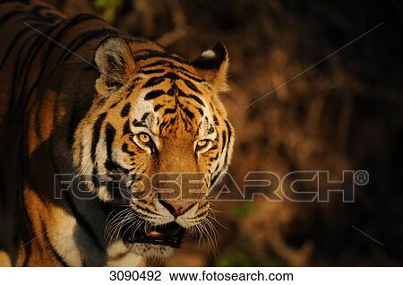 Siberian Tiger View Large Photo Image Stock Image - Siberian Tiger . Fotosearch