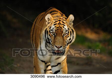 Siberian tiger View Large Photo Image Stock Photograph - Siberian tiger . Fotosearch