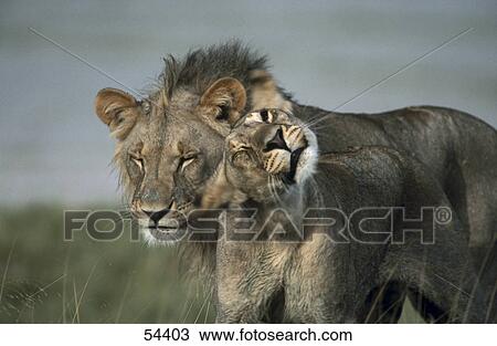 Side profile of lion and lioness in field View Large Photo Image Stock Image - Side profile of lion and lioness in field . Fotosearch