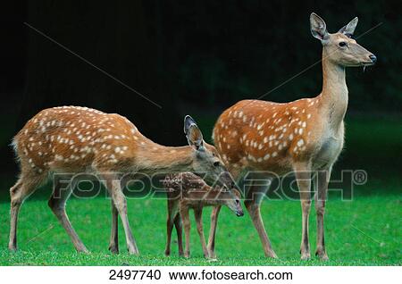 Sika deer (Cervus nippon) family in field View Large Photo Image Stock Image - Sika deer (Cervus nippon) family in field . Fotosearch
