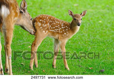 Sika deer (Cervus nippon) licking its fawn View Large Photo Image Stock Image - Sika deer (Cervus nippon) licking its fawn . Fotosearch