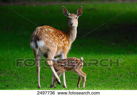 Sika deer (Cervus nippon) nursing its fawn in field View Large Photo Image Stock Photograph - Sika deer (Cervus nippon) nursing its fawn in field . Fotosearch