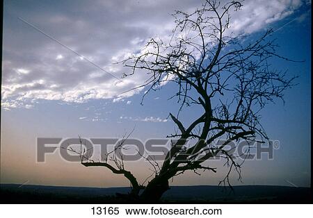 Silhouette of bare tree, Germany View Large Photo Image Stock Photography - Silhouette of bare tree, Germany . Fotosearch